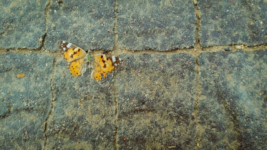 人行道上的蝴蝶图片