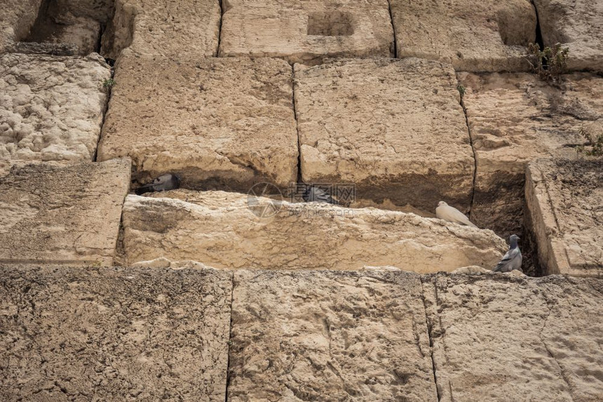 鸽子在以色列耶路撒冷西墙的石洞中钻图片