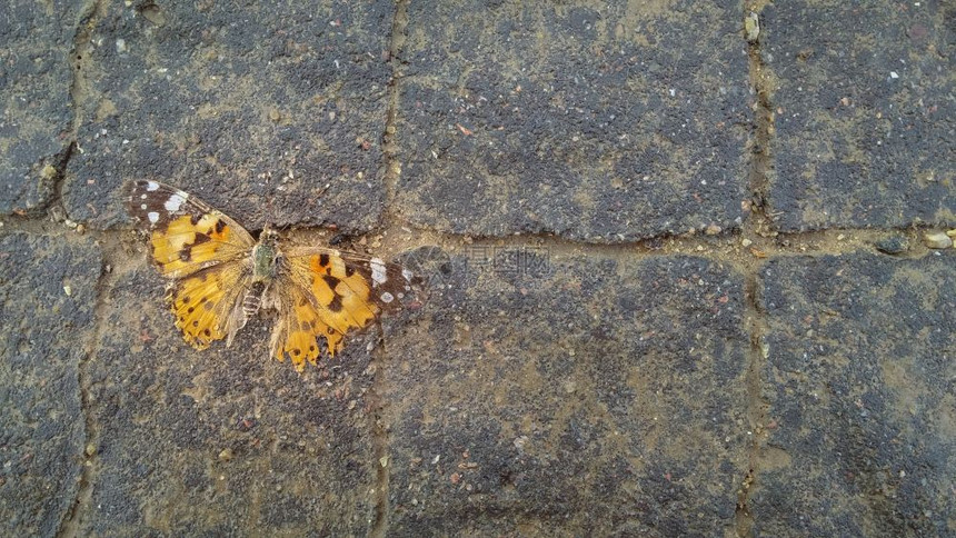 人行道上的死橙蝴蝶图片
