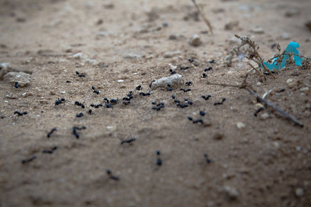 一群黑蚂蚁在土上行走的近距离镜头图片