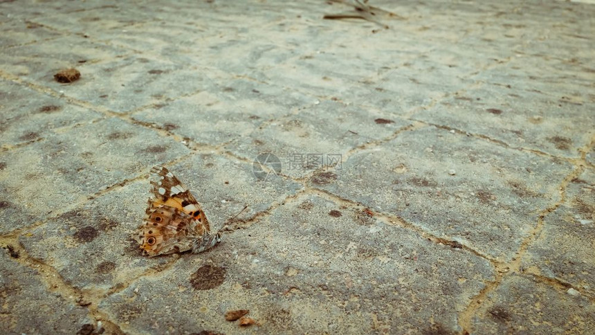 人行道上的死橙蝴蝶图片