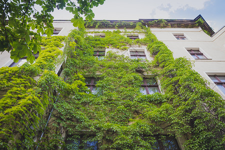 常春藤叶被绿色长春藤植物攀爬的公寓楼背景