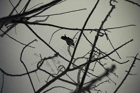 树枝上的乌鸦图片
