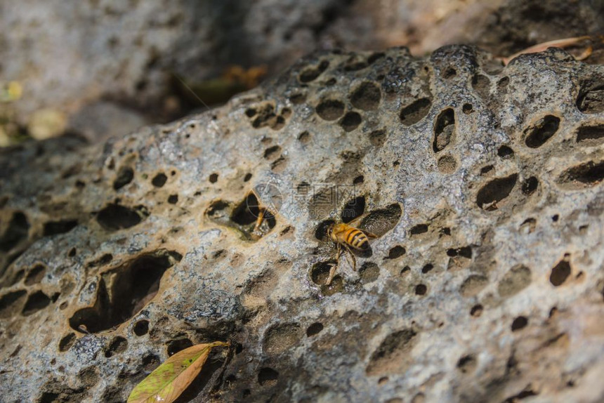 从穿孔岩石上滴下的蜜蜂饮用水图片