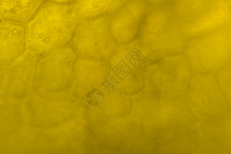 显微镜下的黄胡椒背景图片