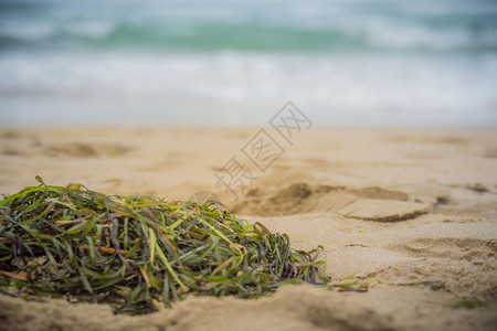 沙滩上的藻类接近海面背景有波浪图片