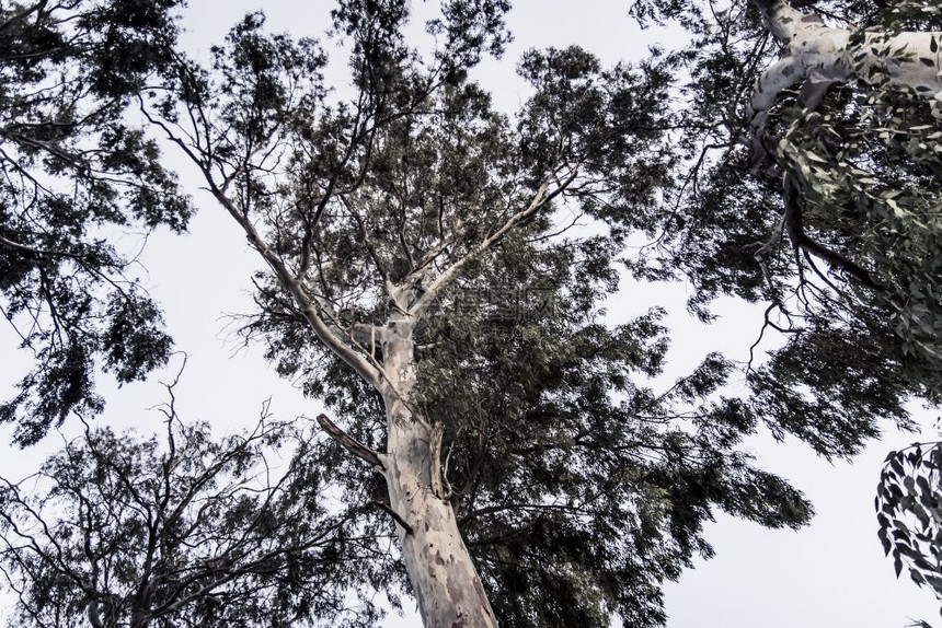从下方的深树上查看Eucalyptus树图片