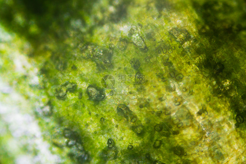 显微镜下的黄瓜图片
