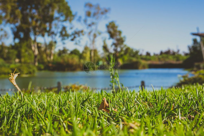 关闭公园的绿草模糊池塘和树木背景图片