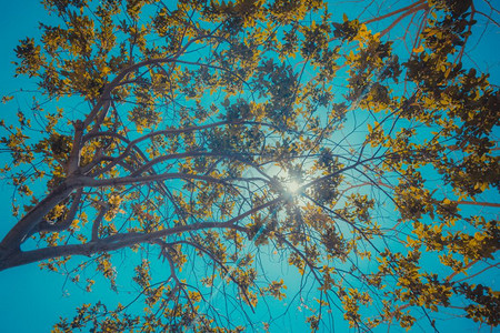太阳穿透树枝黄叶在蓝天的背面背景图片
