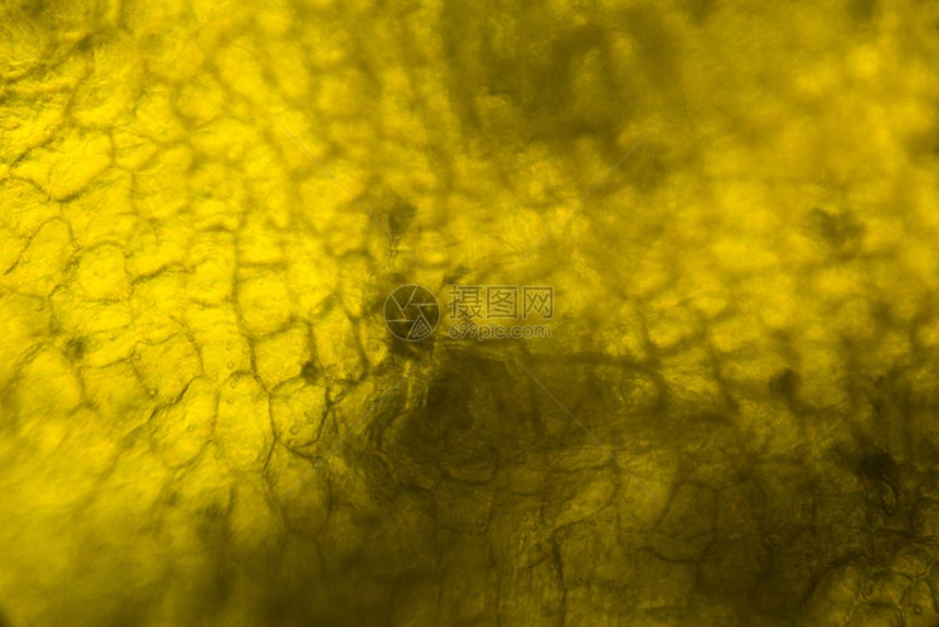 显微镜下的黄胡椒图片