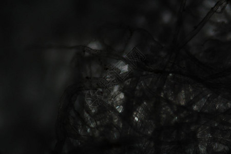 显微镜下的纸纤维组织图片