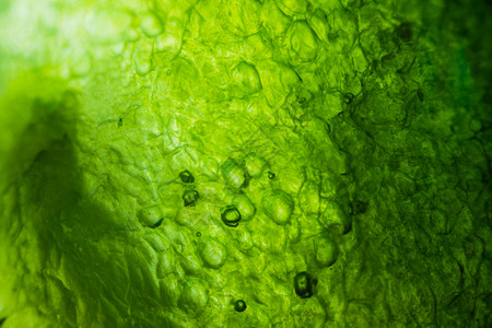 显微镜下的黄瓜背景图片