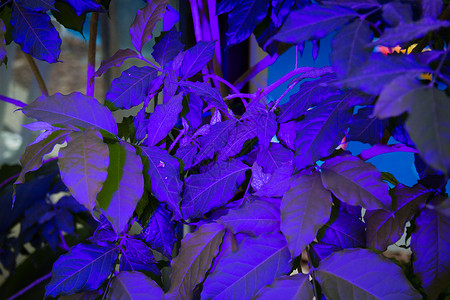 紫色光灯照亮的树叶图片