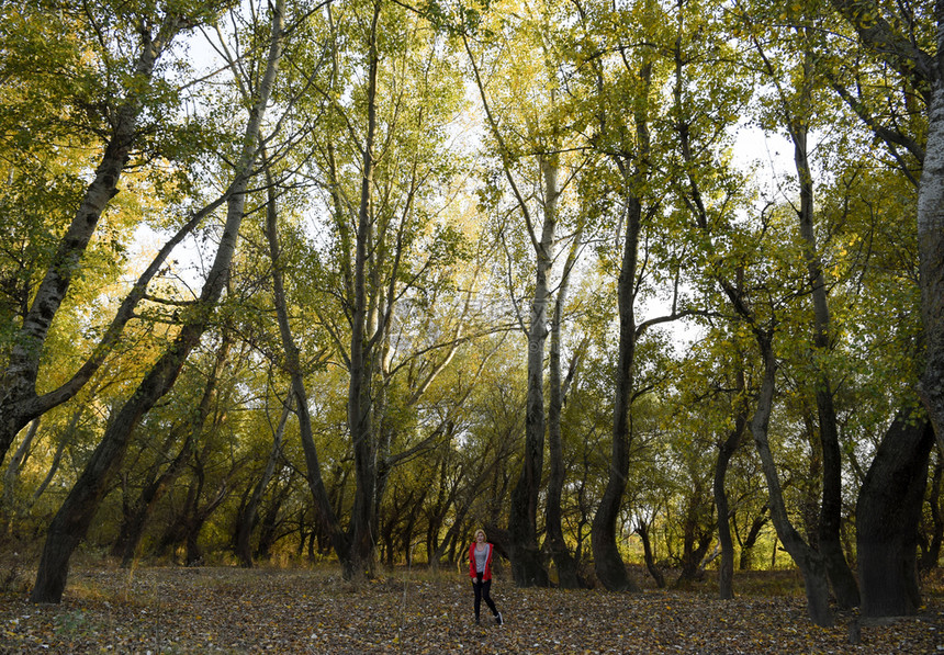 一个女孩在花公子的森林里一个女孩在秋天的森林里图片