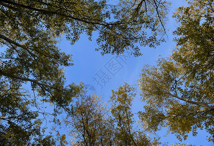从底部查看从下至上在银花岗林中查看天空和树木的背景森林秋天从下至上在银花岗林中查看天空和树木的背景森林秋天背景
