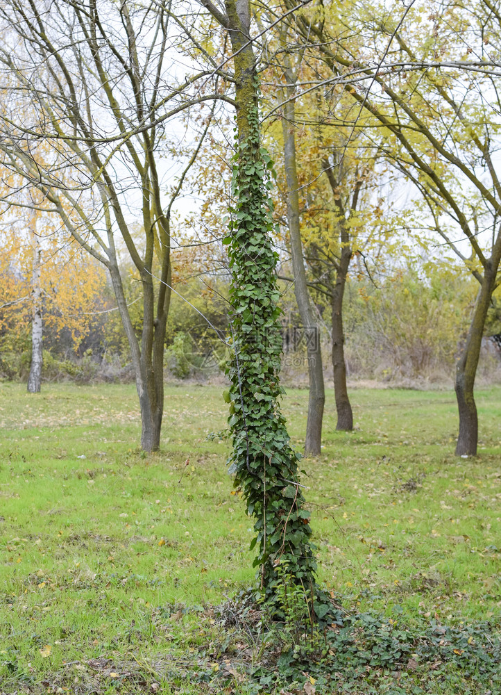 艾薇生长在树的干上植物是寄生虫有毒的普通常有图片