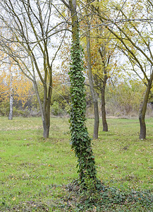 艾薇生长在树的干上植物是寄生虫有毒的普通常有背景图片