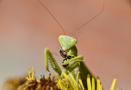 雌祈祷的蚂蚁吃黄蜂雌爱的蚂蚁吃黄蜂雌爱的鹦鹉吃黄蜂图片