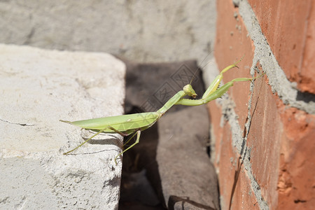 爬在砖墙上爬在砖墙上雌食用昆虫巨大的绿图片