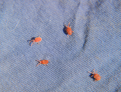 红甲虫trombidium花园高清图片