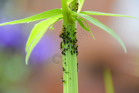 蚂蚁在植物干叶上放牧虫子高清图片