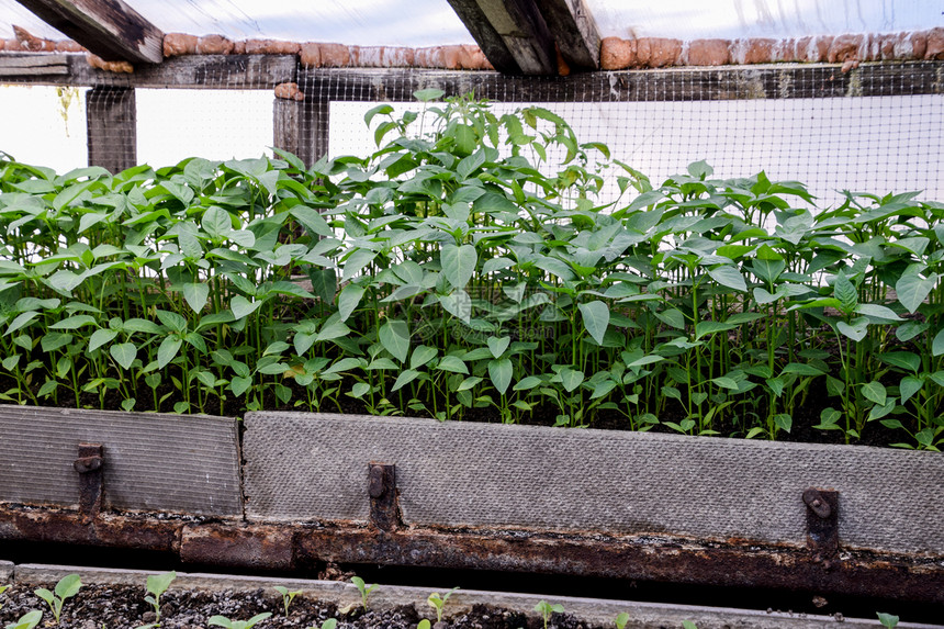 温室种植中的胡椒苗温室种植中的辣椒苗温室种植中的辣椒苗图片
