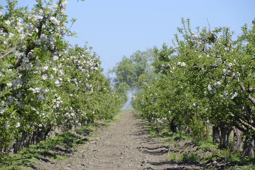 开阔的苹果园成熟树木在苹果园中开花图片