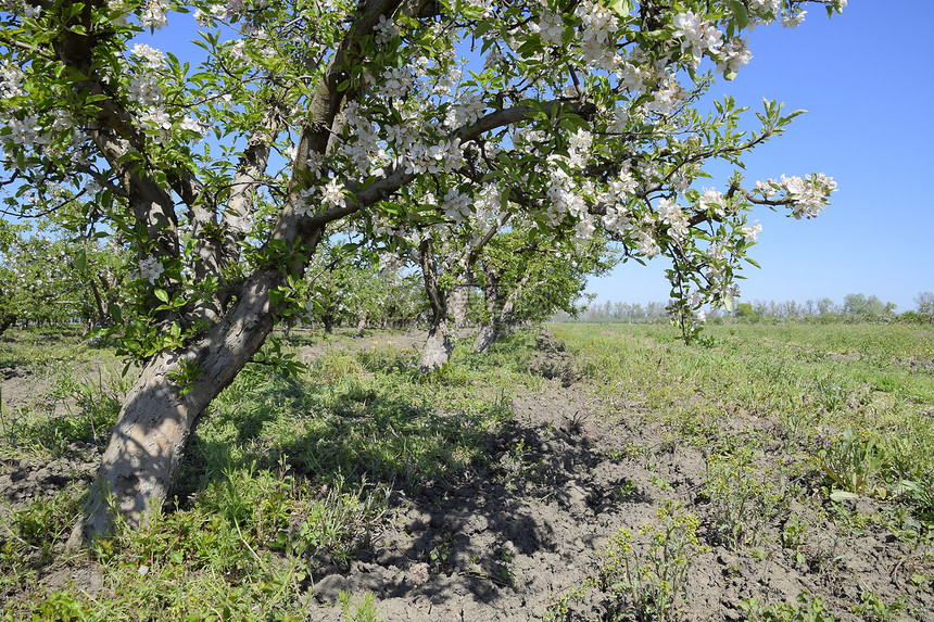 开阔的苹果园成熟树木在苹果园中开花图片
