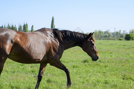 马在牧场上放马在场上放牧在场上行走在牧场上行走马在场上行走背景