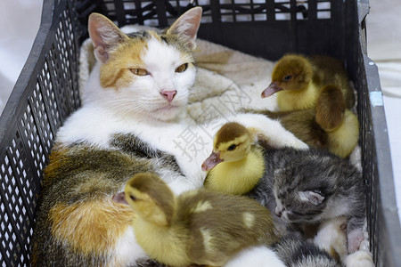 霍奇丘勒猫养鸭子的母猫小和在篮子里并接受小鸭子猫养的母猫小鸭子的母背景