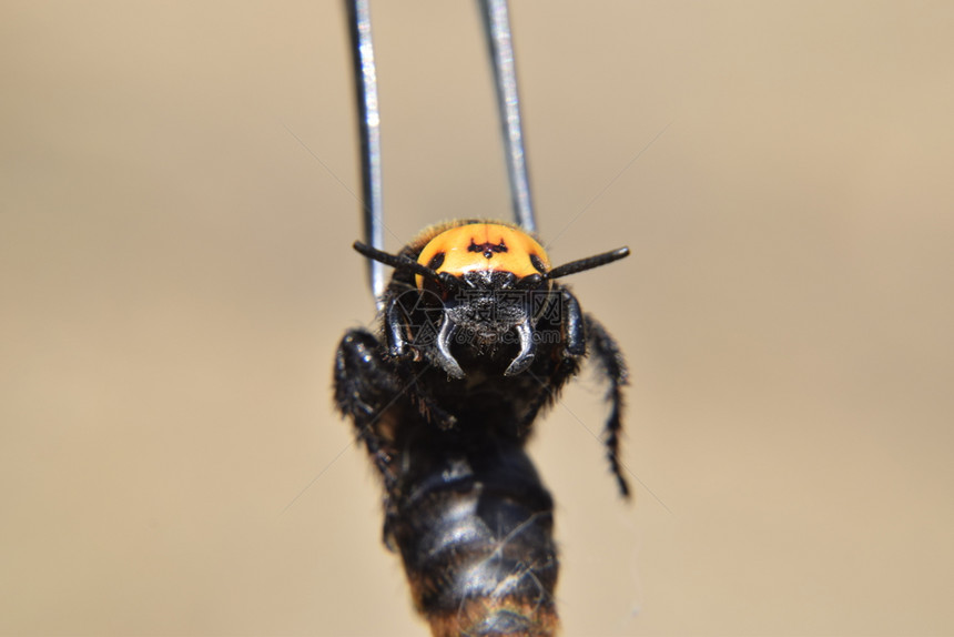 黄斑巨头蚴猛犸黄蜂黄斑巨头蚴猛犸黄蜂大镊子上的黄蜂图片