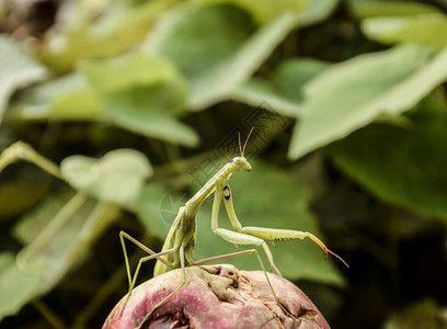 苹果上的雄祈祷蚂蚁寻找猎物昆虫捕食者蚂蚁图片