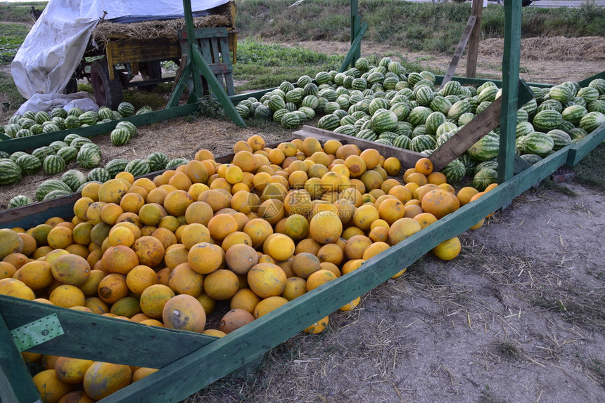 收集在一堆甜瓜和西中大量收获在田里直接销售的堆积中西瓜和堤坝图片