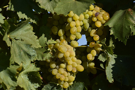 葡萄园在亚速海种植酿酒葡萄葡萄园在亚速海种植酿酒葡萄图片