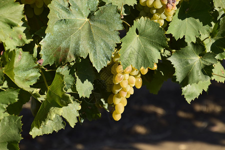 葡萄园在亚速海种植酿酒葡萄葡萄园在亚速海种植酿酒葡萄图片