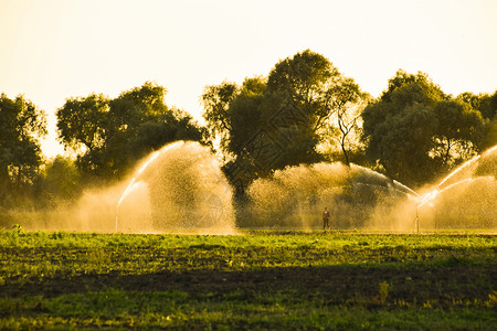 甜瓜田的灌溉系统背景图片
