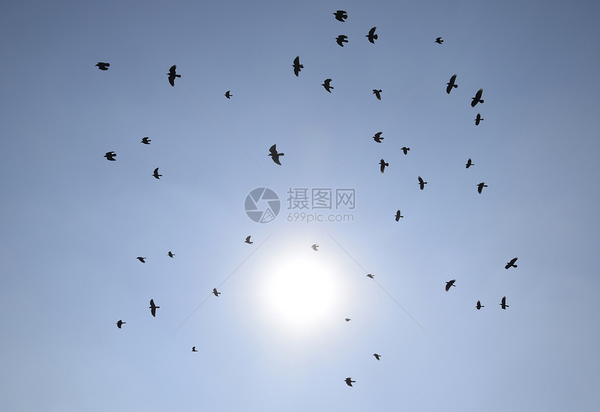 一群黑鸟的休眠在超真实夜空上飞翔烈日一只黑鸟的休眠在超真实夜空上飞翔图片