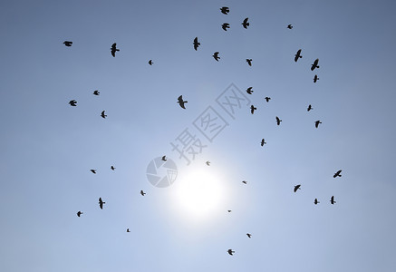 一群黑鸟的休眠在超真实夜空上飞翔烈日一只黑鸟的休眠在超真实夜空上飞翔背景图片