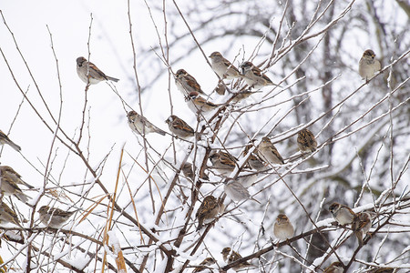 小麻雀树枝上的麻雀冬季工作日草原上的常见麻雀草原上的常见麻雀背景