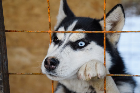 请恳求犬科动物美丽的高清图片