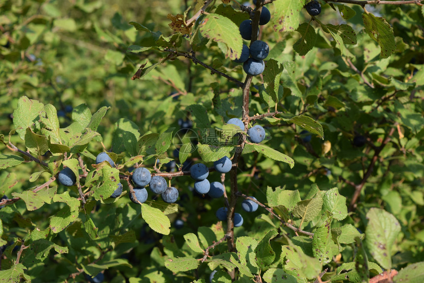 野生李子的浆果一种树莓野生水果野李子的浆果图片