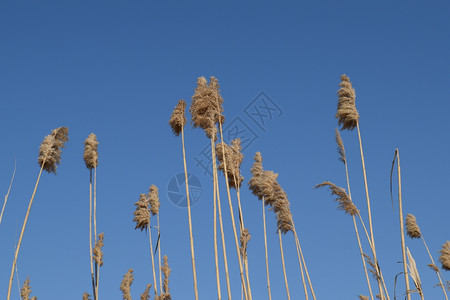 搅干芦苇干芦苇丛生搅干芦苇干芦苇丛生背景图片