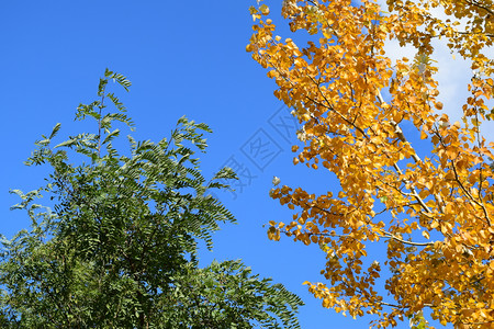 收集美丽多彩的秋叶收集美丽多彩的秋叶绿色黄色橙色和红色图片