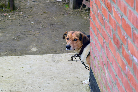 一条链子上的蒙古狗私家图片