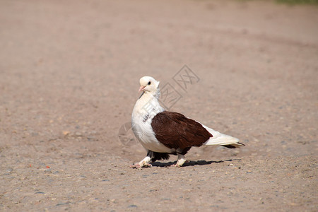 纯种白褐鸽鸽子在沥青上啄种子纯种白褐鸽图片