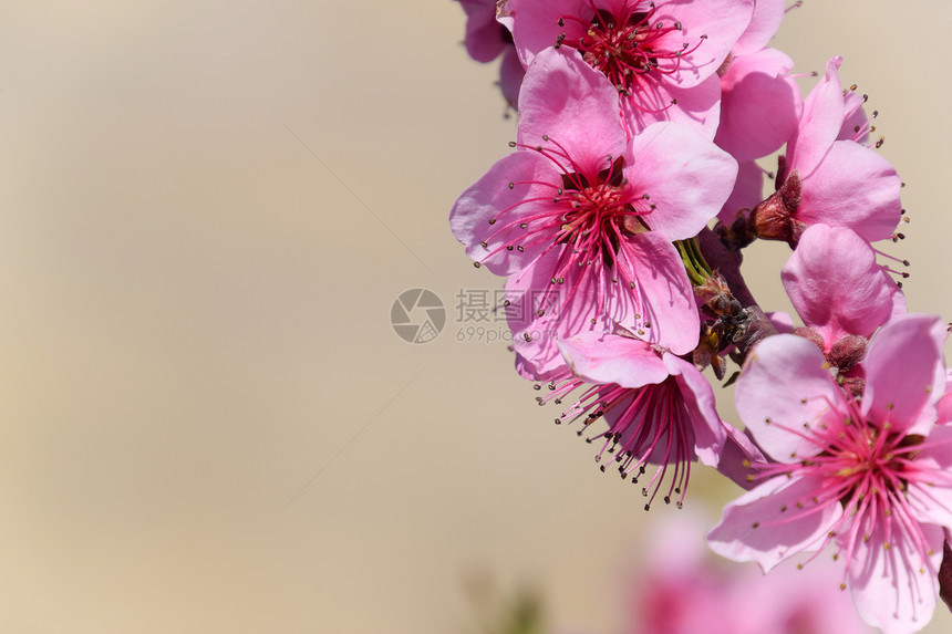 花园里露出野桃子春花树粉图片