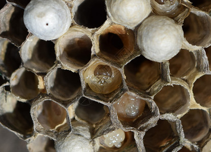 蜂巢中的幼虫蜂巢里有里有而里有里有图片