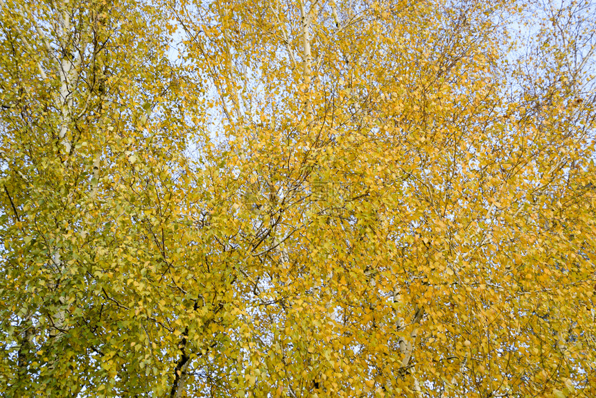 满是黄叶的树木图片