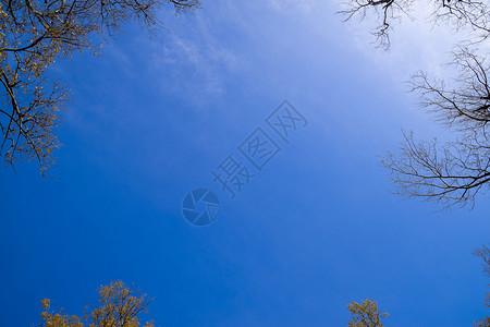 天空是蓝色的树枝边缘是蓝色秋天景观空是蓝色的树枝边缘是天图片
